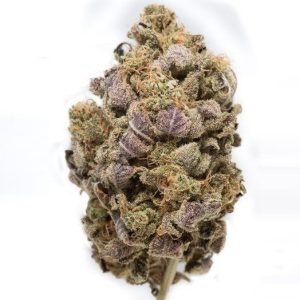 https://celpippgwp.com/